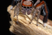 Un mle (Araneae - Salticidae - Saitis barbipes)